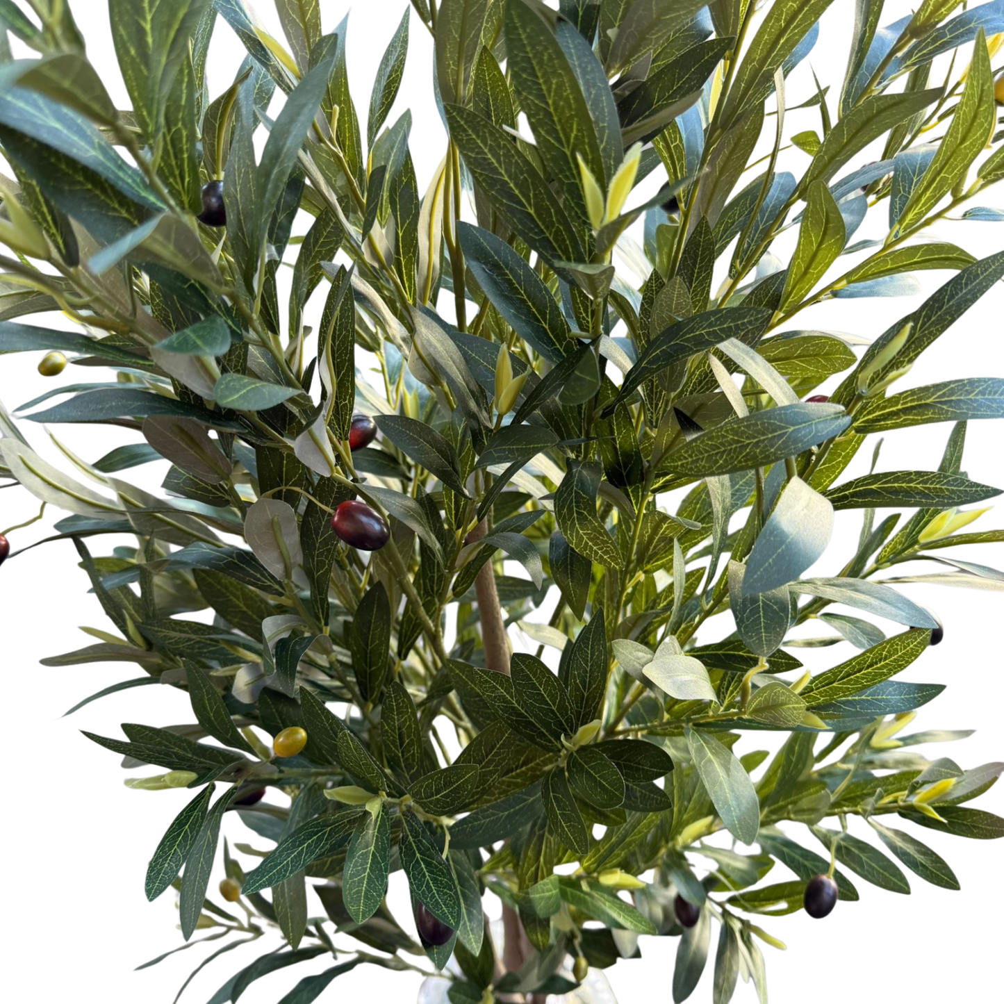 Olivia - Olivo 125cm