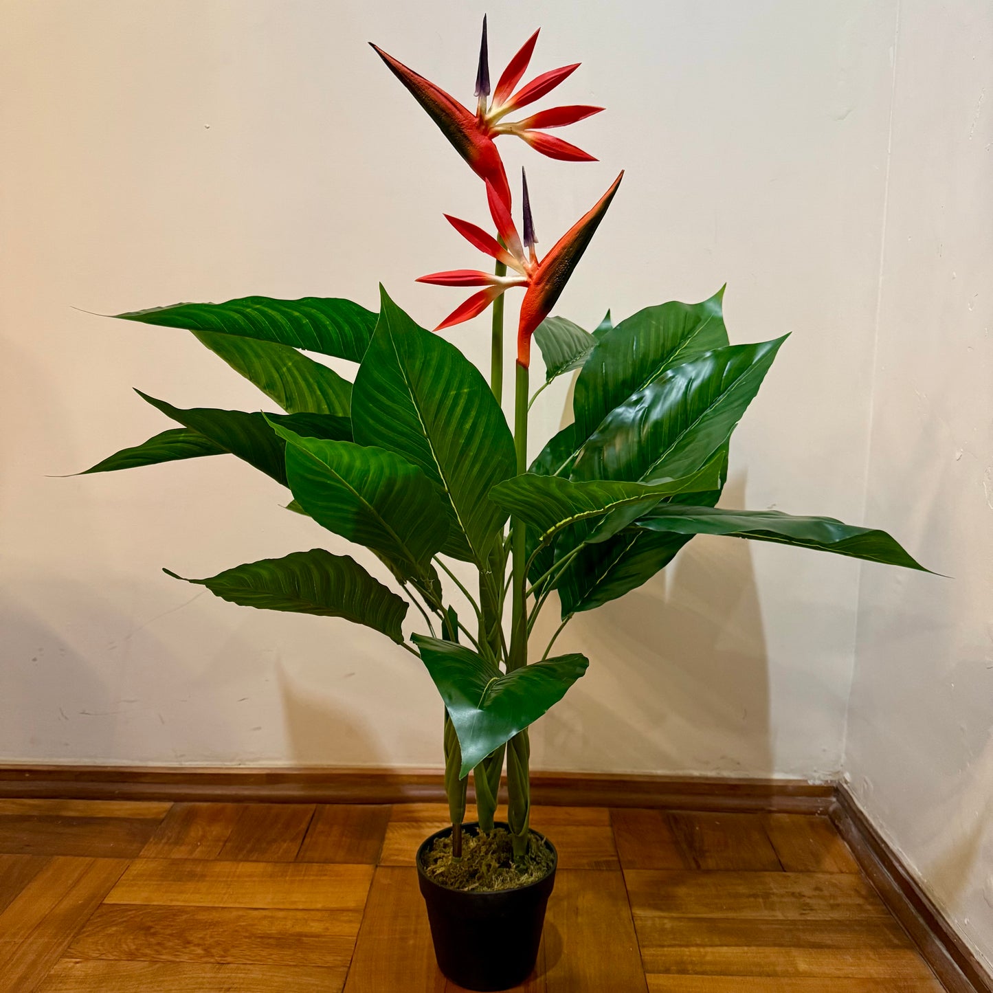 Isadora · Planta Ave del Paraíso 100cm