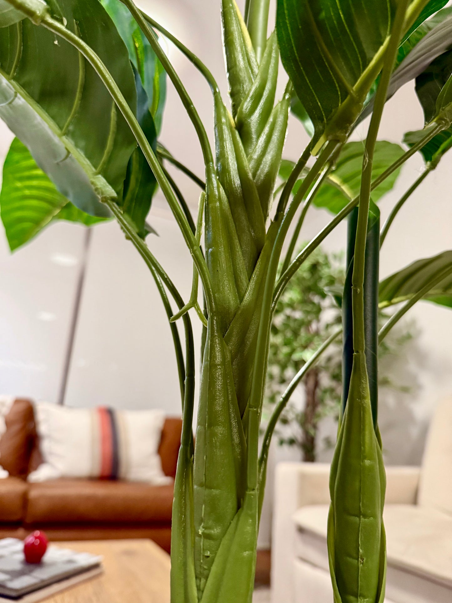 Isadora · Planta Ave del Paraíso 100cm