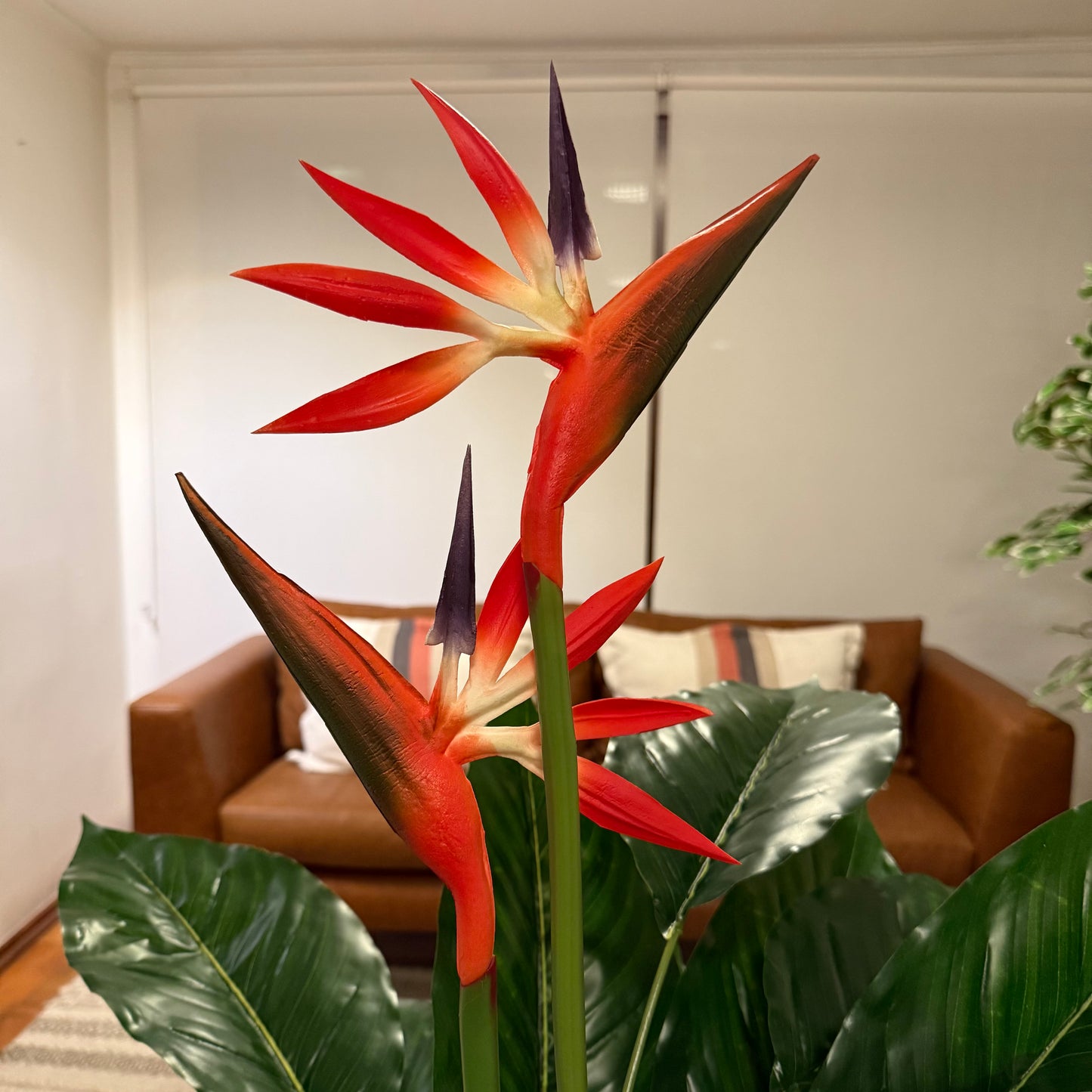 Isadora · Planta Ave del Paraíso 100cm