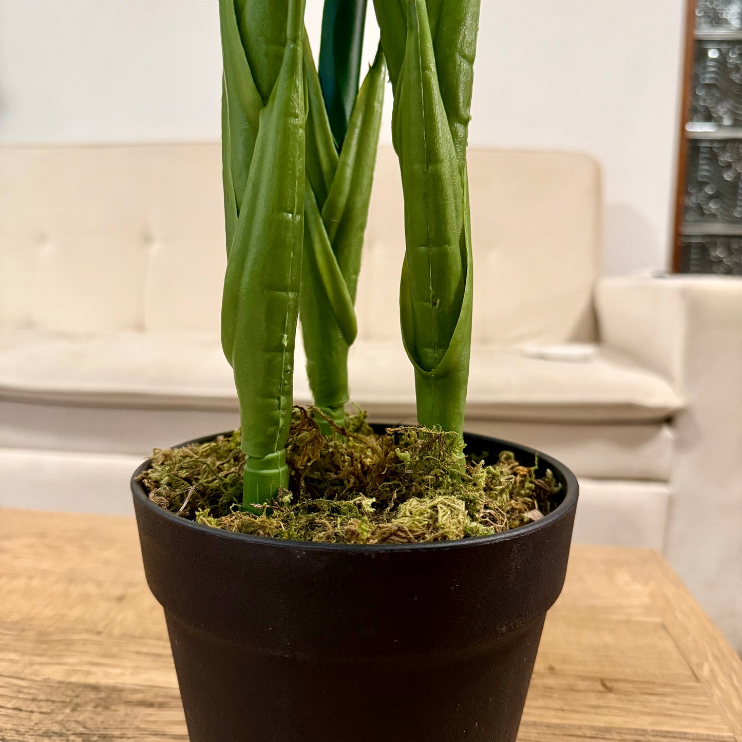 Isadora · Planta Ave del Paraíso 100cm