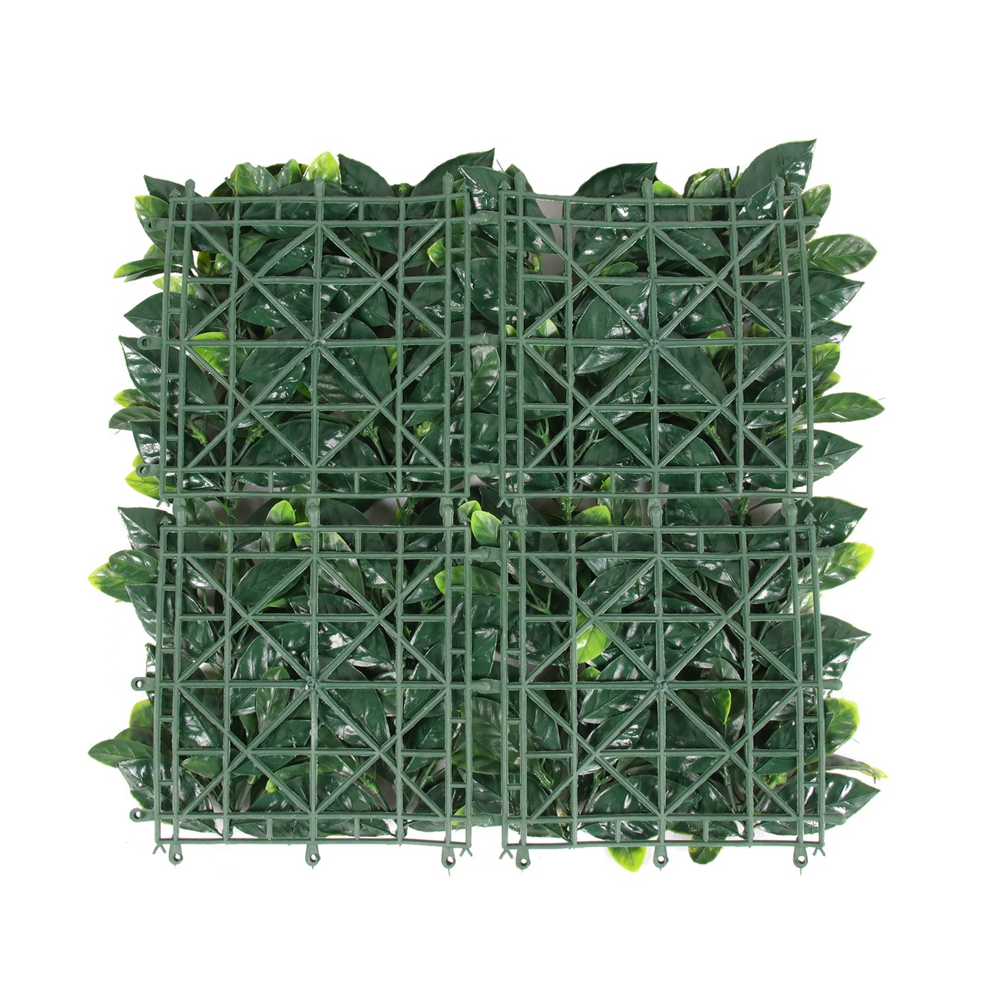 Edda · Panel Ligustro