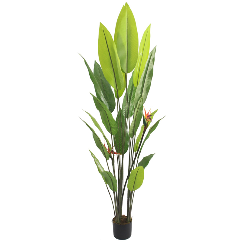 Isadora XL - Ave del Paraíso 180