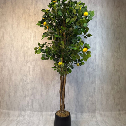 Roma - Limonero Meyer 180cm con fragancia y macetero premium