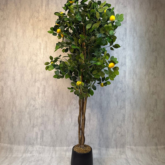 Roma - Limonero Meyer 180cm con fragancia y macetero premium