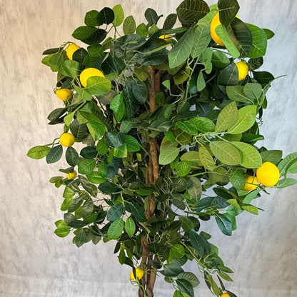 Roma - Limonero Meyer 180cm con fragancia y macetero premium