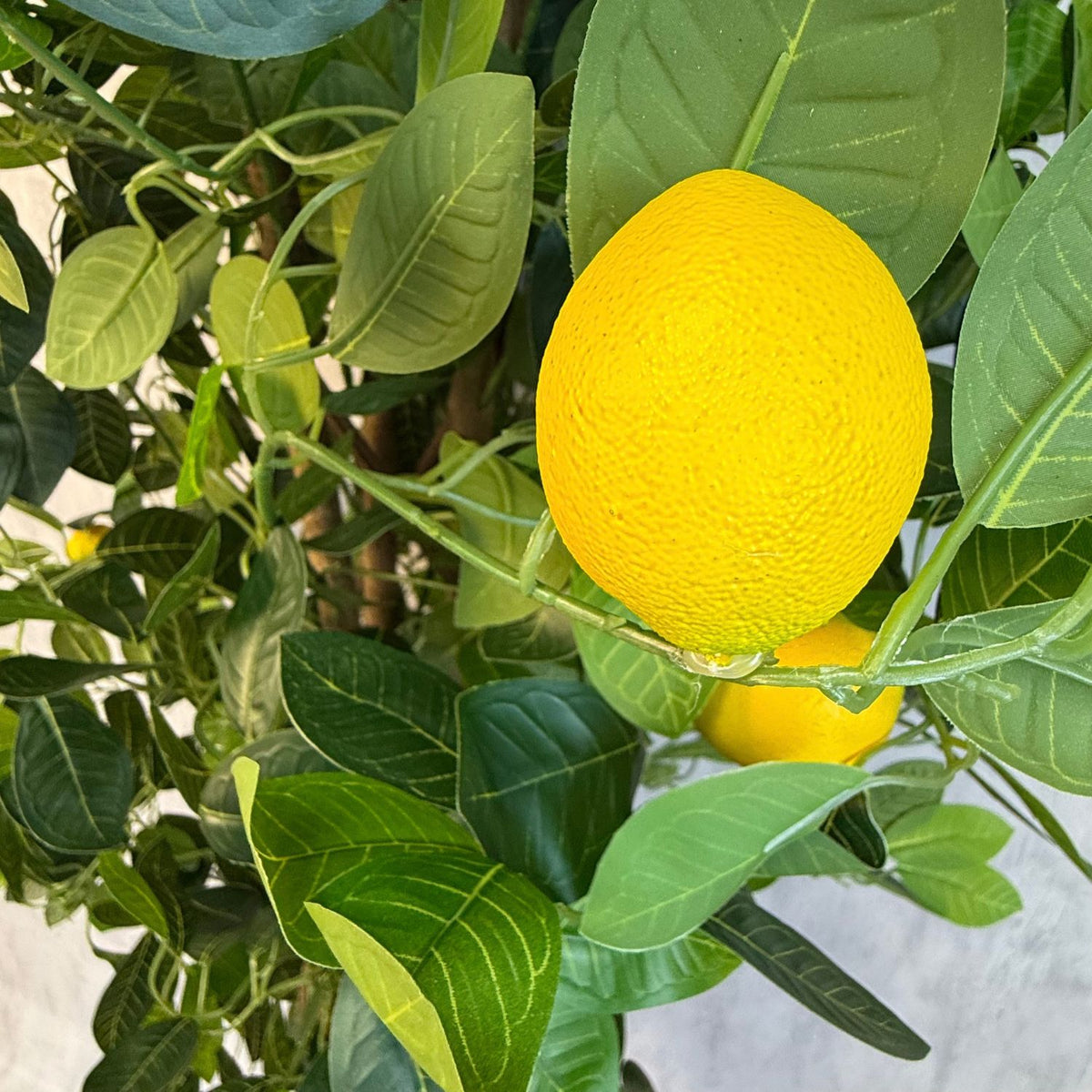 Roma - Limonero Meyer 180cm con fragancia y macetero premium