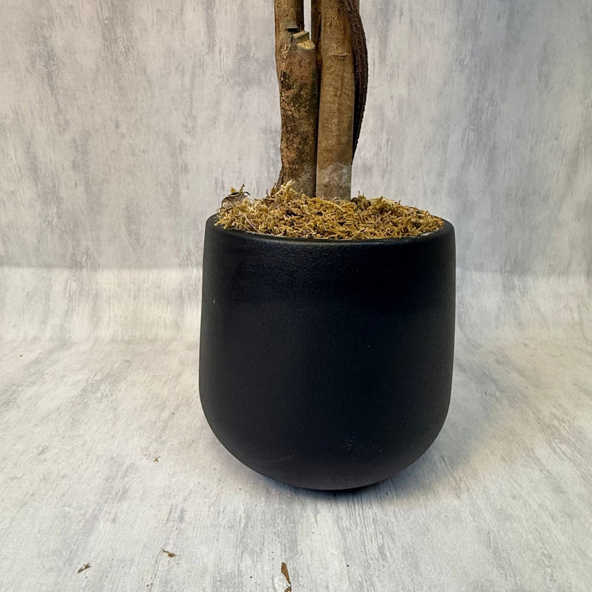 Roma - Limonero Meyer 180cm con fragancia y macetero premium