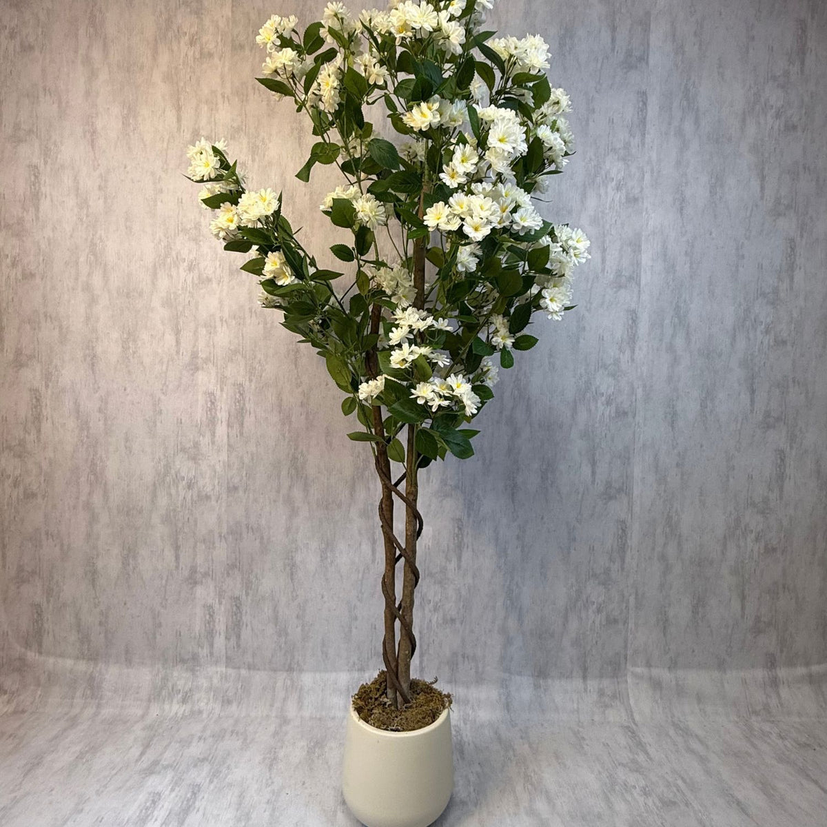 Osmanthus - Arbol floral blanco macetero premium blanco 180CM