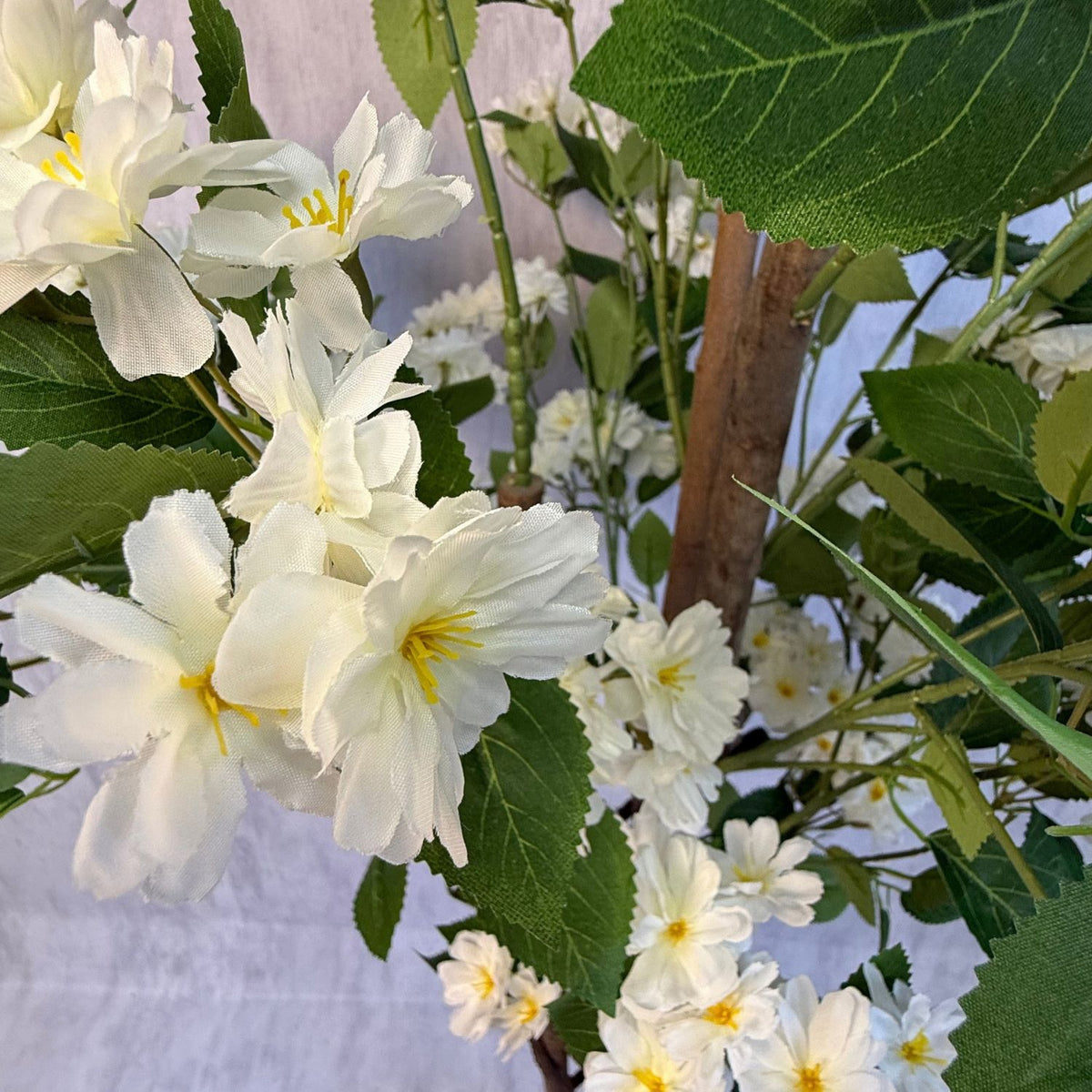 Osmanthus - Arbol floral blanco macetero premium blanco 180CM
