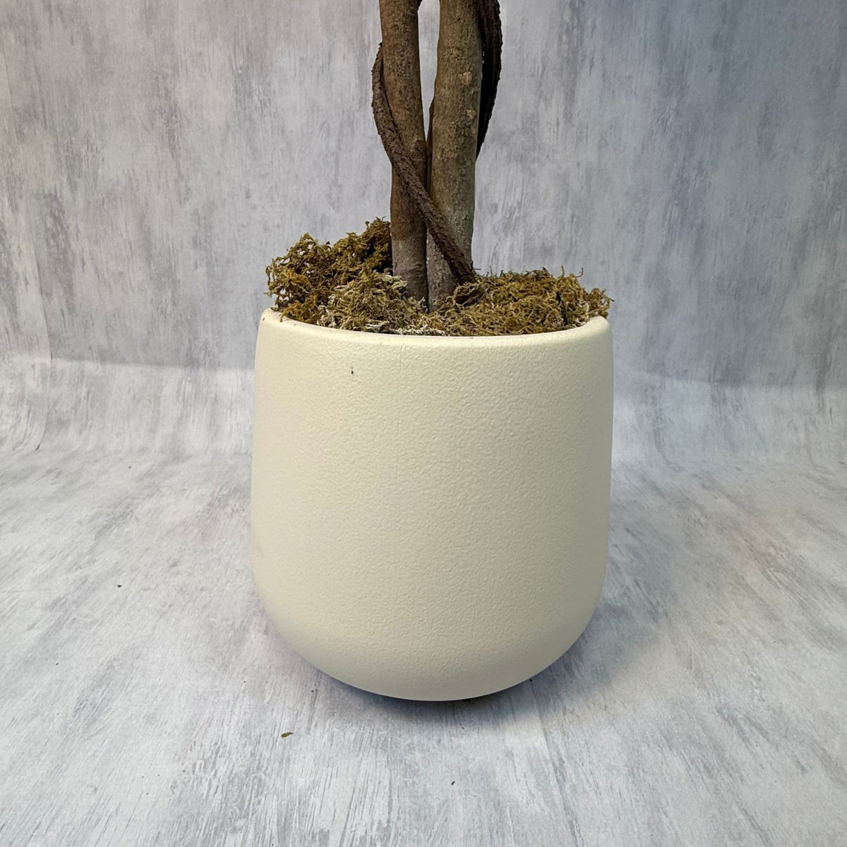 Osmanthus - Arbol floral blanco macetero premium blanco 180CM