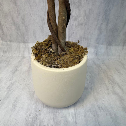 Osmanthus - Arbol floral blanco macetero premium blanco 180CM