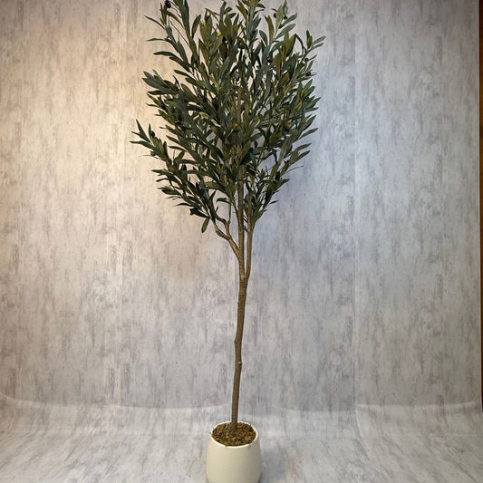 Olivia - Olivo con macetero premium blanco 175cm