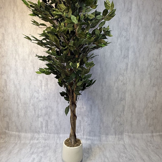 Dalia - Ficus verde 180cm, foto 1 - Magno Botanics