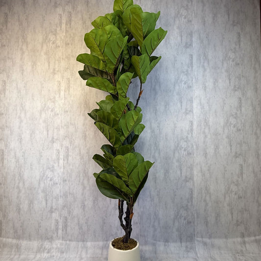 Vera - Ficus Violín 190cm, foto 1 - Magno Botanics