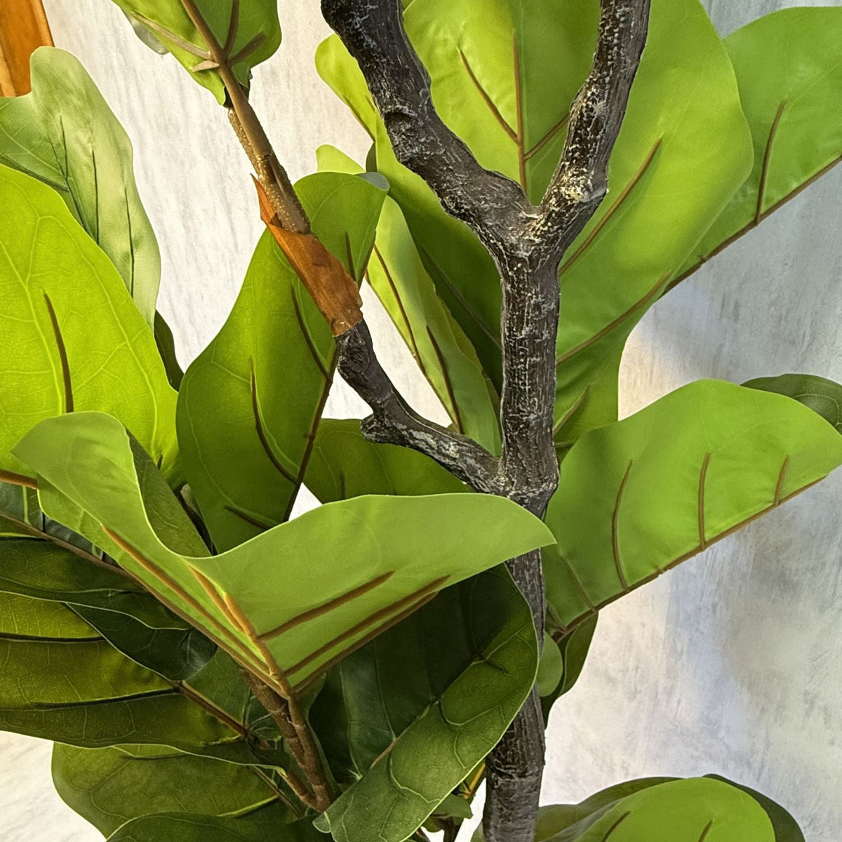 Vera - Ficus Violín 190cm, foto 2 - Magno Botanics