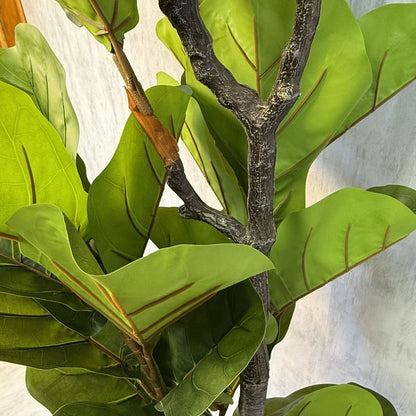 Vera - Ficus Violín 190cm, foto 2 - Magno Botanics