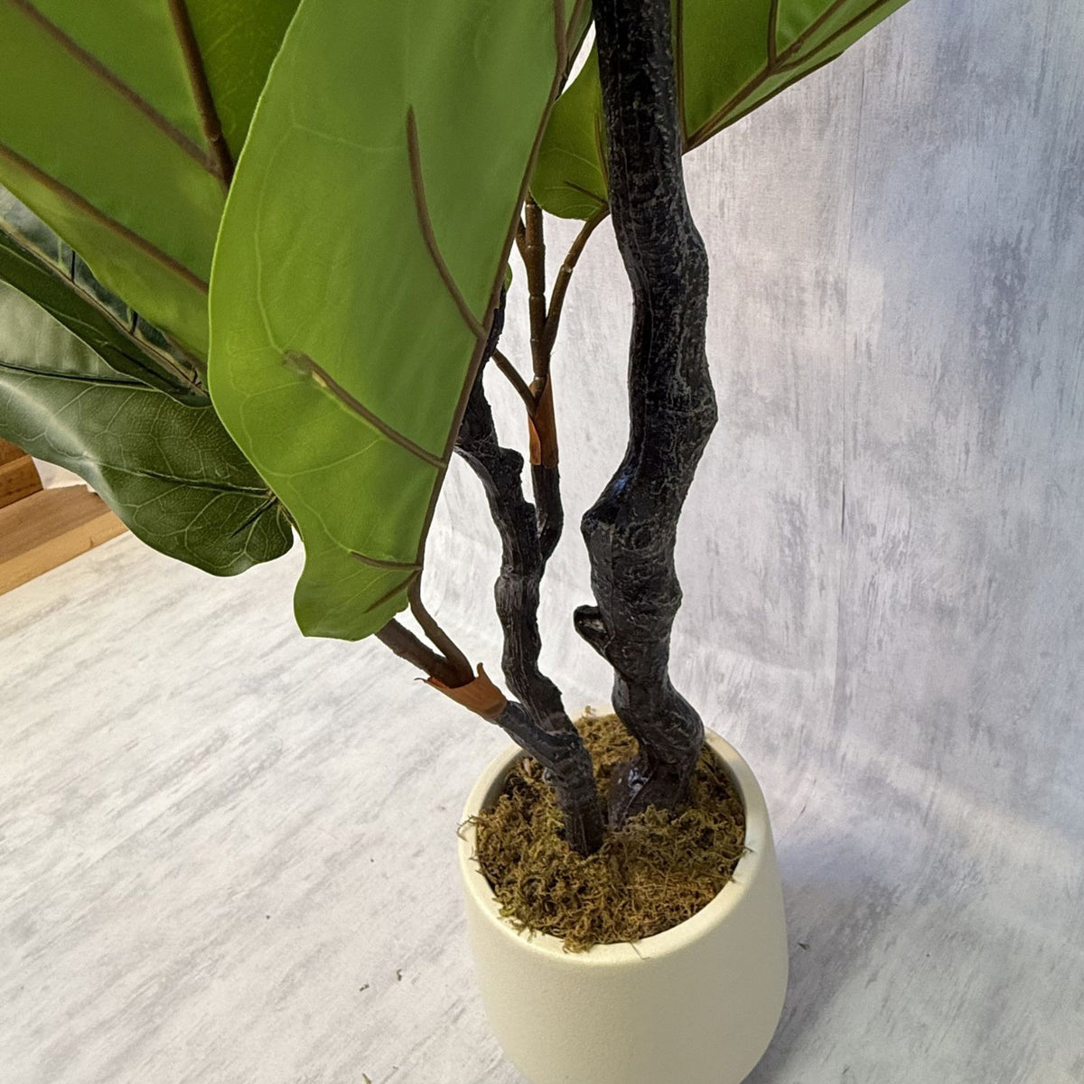 Vera - Ficus Violín 190cm, foto 3 - Magno Botanics