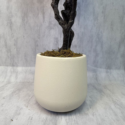 Vera - Ficus Violín 190cm, foto 4 - Magno Botanics