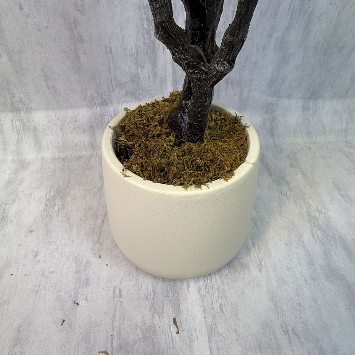 Vera - Ficus Violín 190cm, foto 5 - Magno Botanics