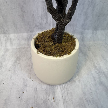 Vera - Ficus Violín 190cm, foto 5 - Magno Botanics