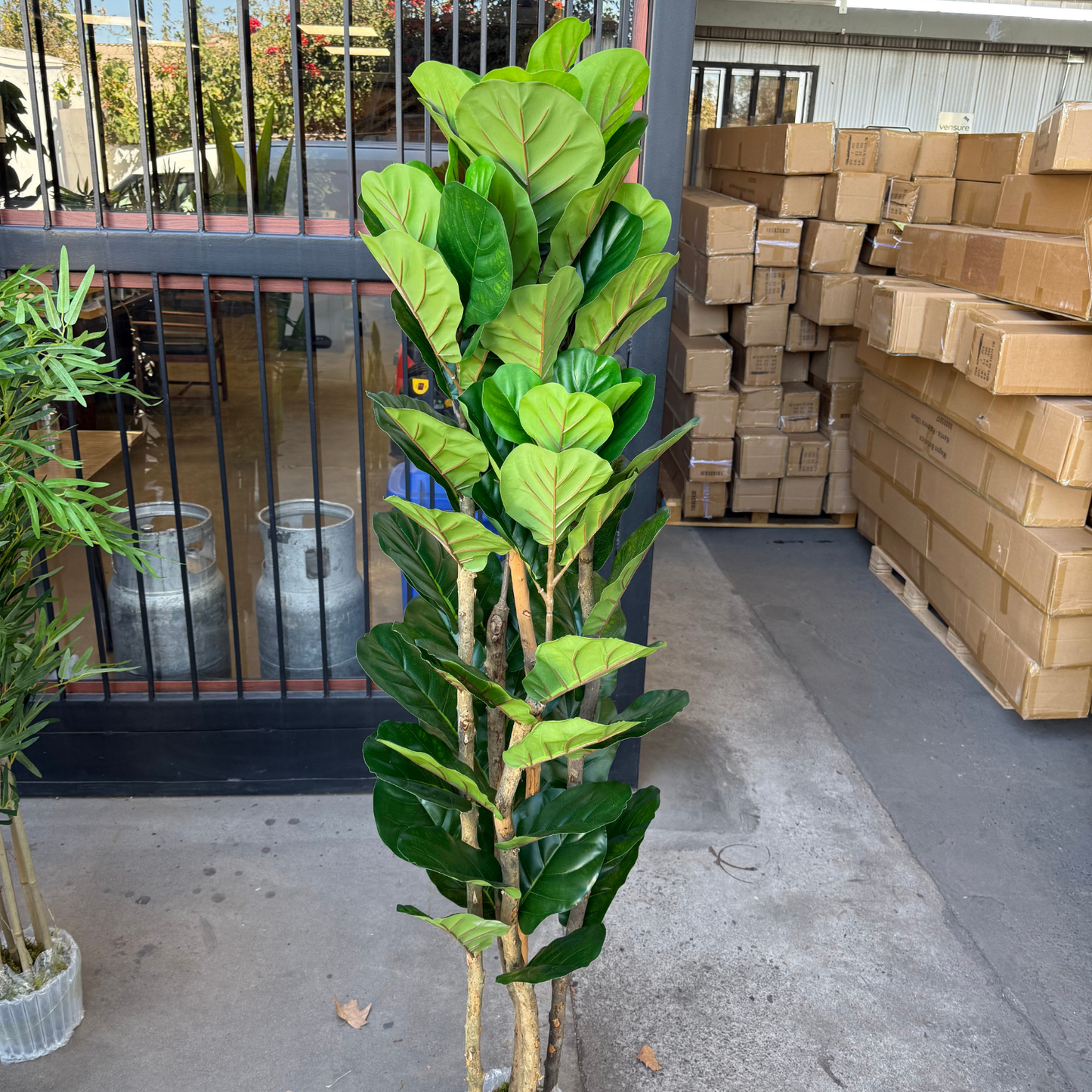 Aurora - Ficus lyrata 180cm