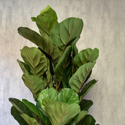 Aurora - Ficus lyrata 180cm