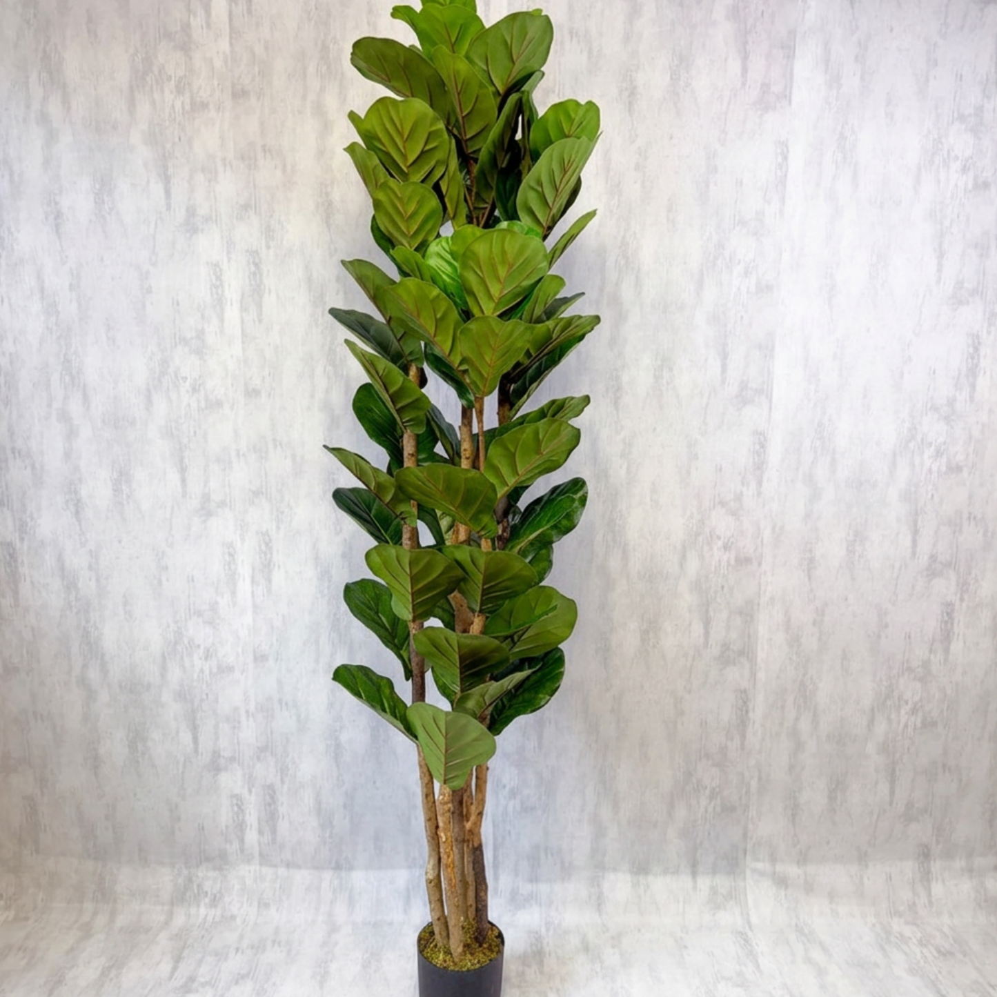 Aurora - Ficus lyrata 180cm