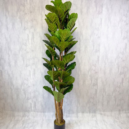 Aurora - Ficus lyrata 180cm