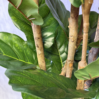 Aurora - Ficus lyrata 180cm