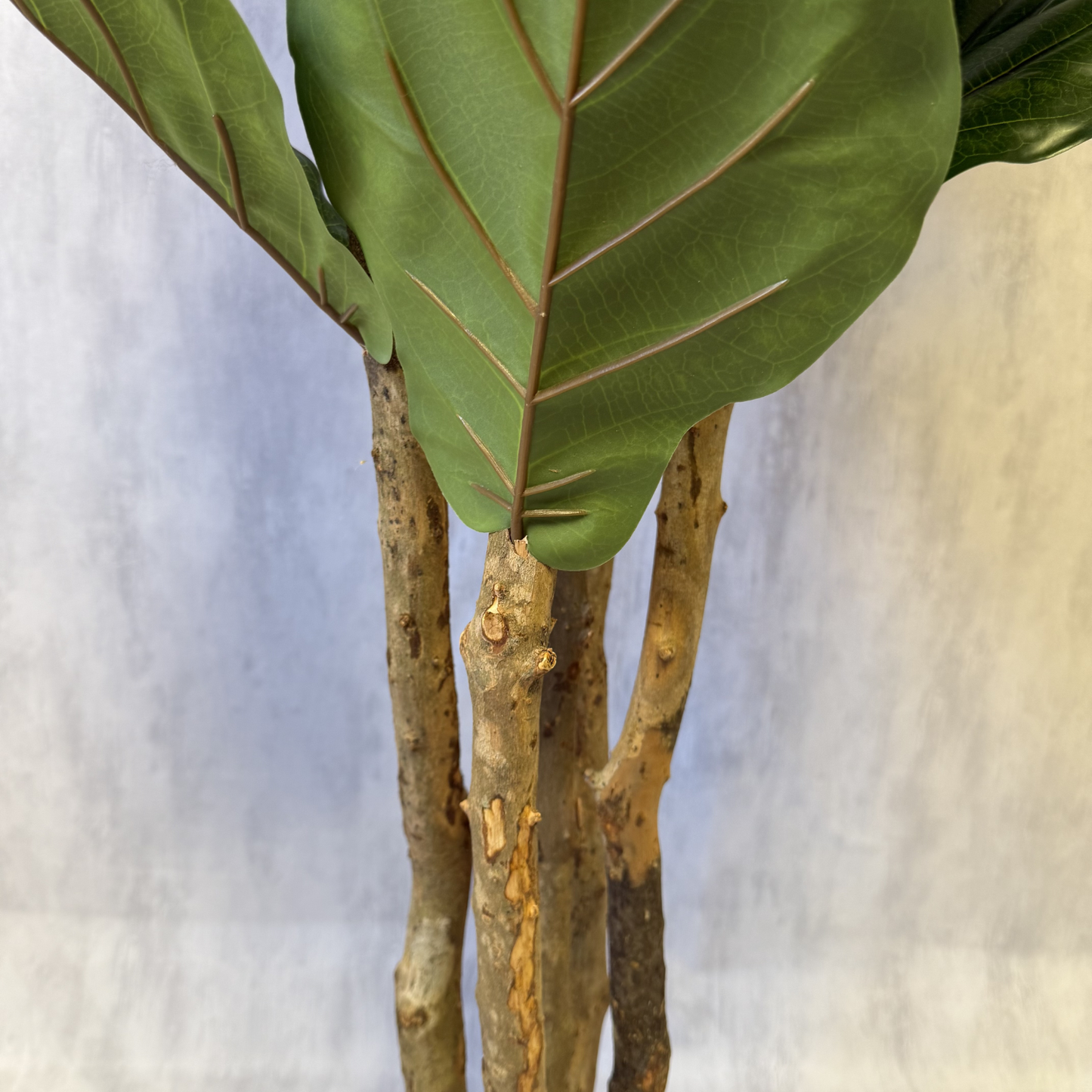 Aurora - Ficus lyrata 180cm
