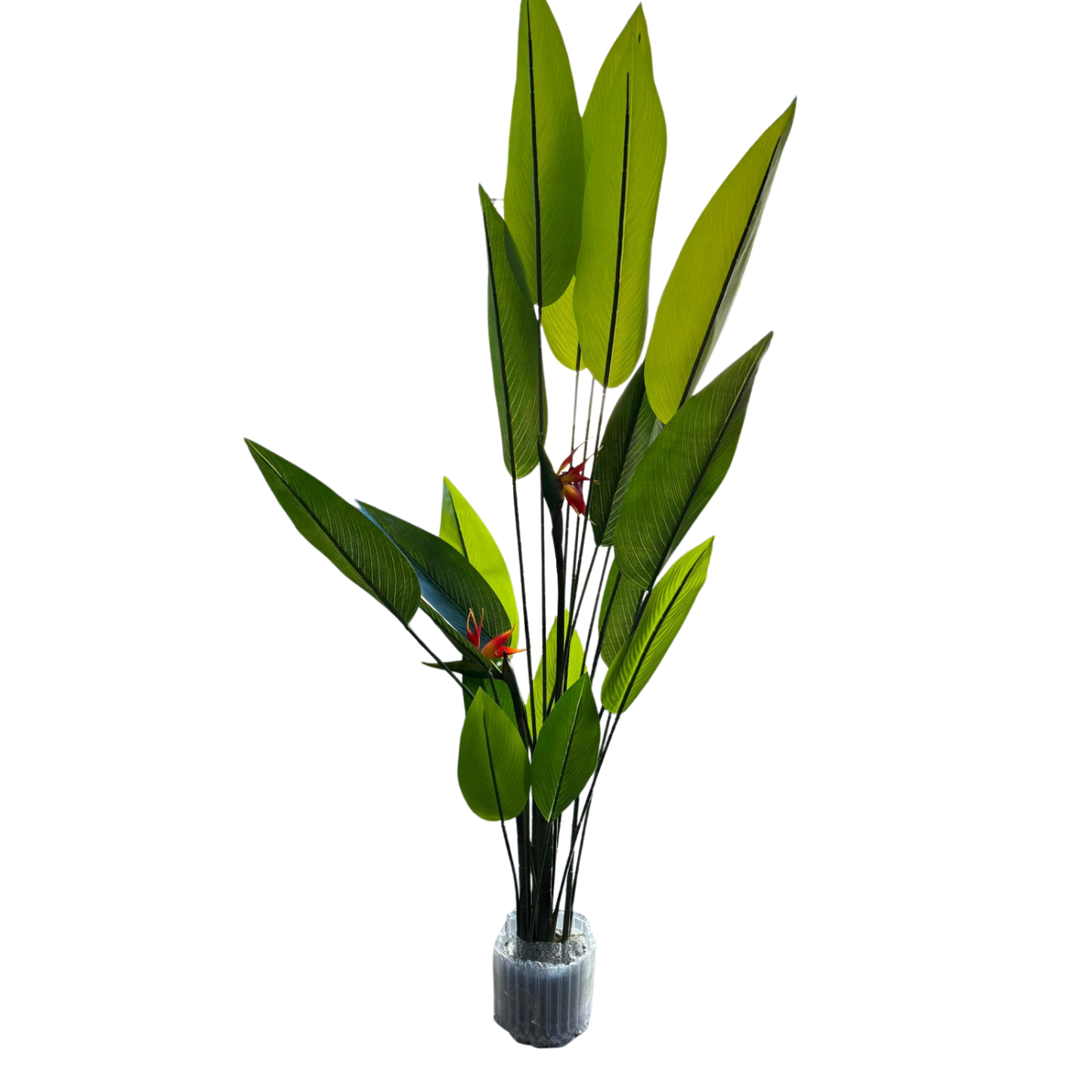 Isadora XL - Ave del Paraíso 180