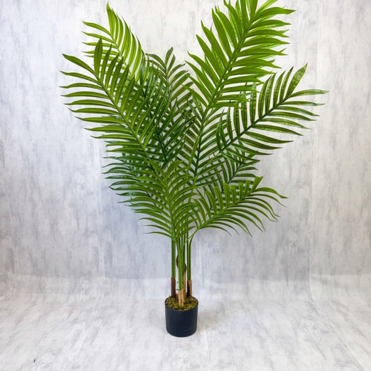 Kentia - Palmera 150cm