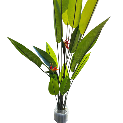 Isadora XL - Ave del Paraíso 180