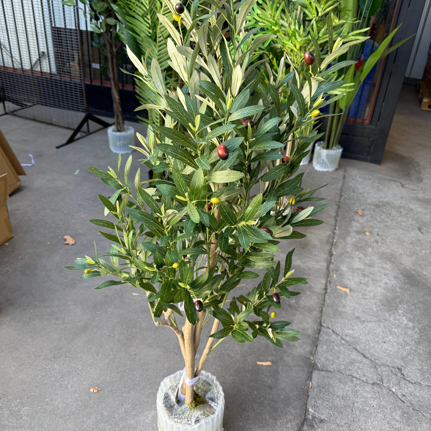 Olivia - Olivo 125cm