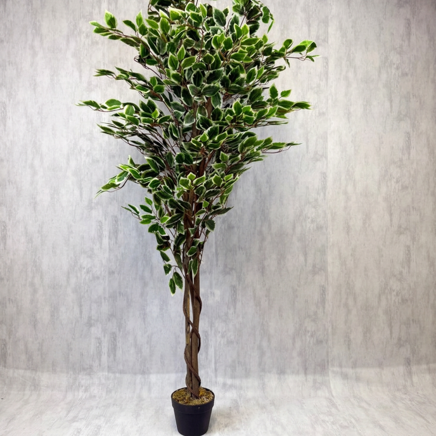 Benjamina · Planta Ficus 160cm