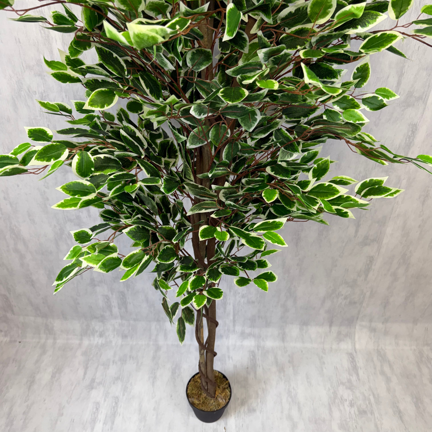 Benjamina · Planta Ficus 160cm