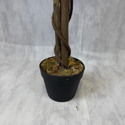Benjamina · Planta Ficus 160cm