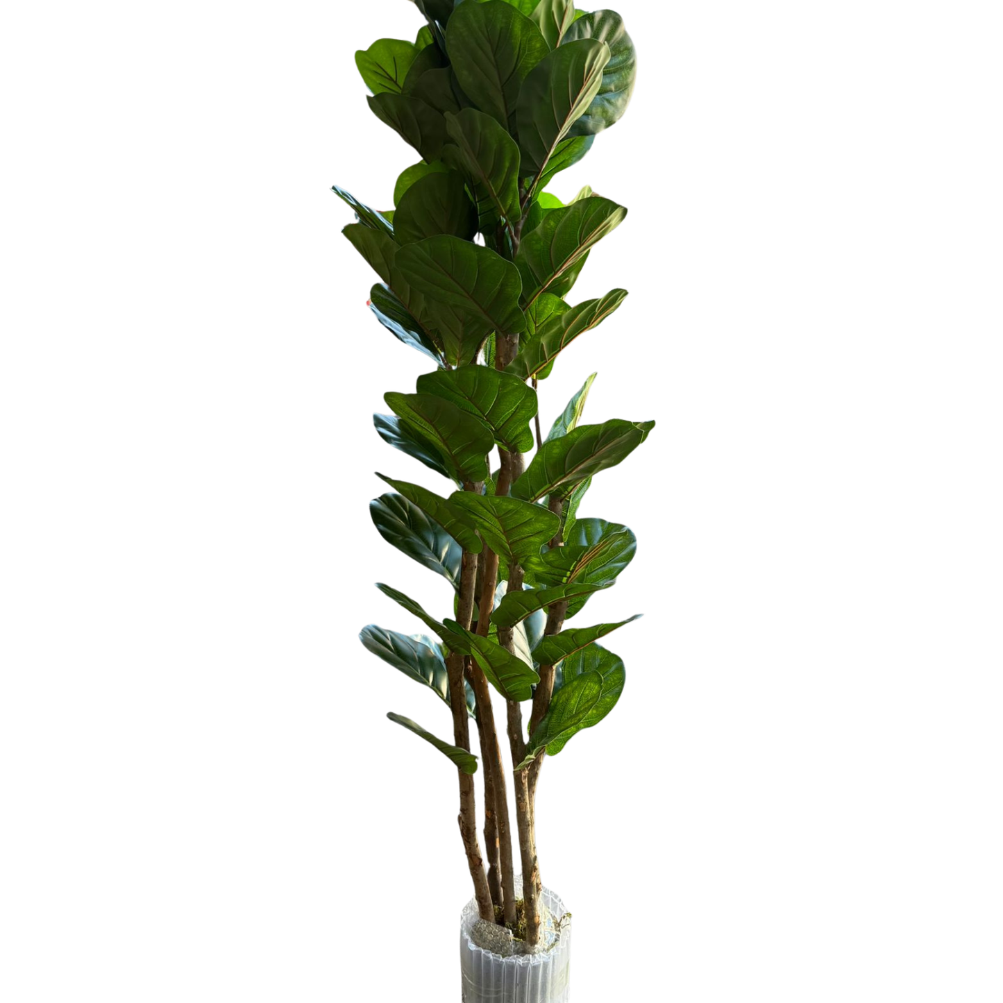 Aurora - Ficus lyrata 180cm