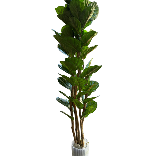 Aurora - Ficus lyrata 180cm