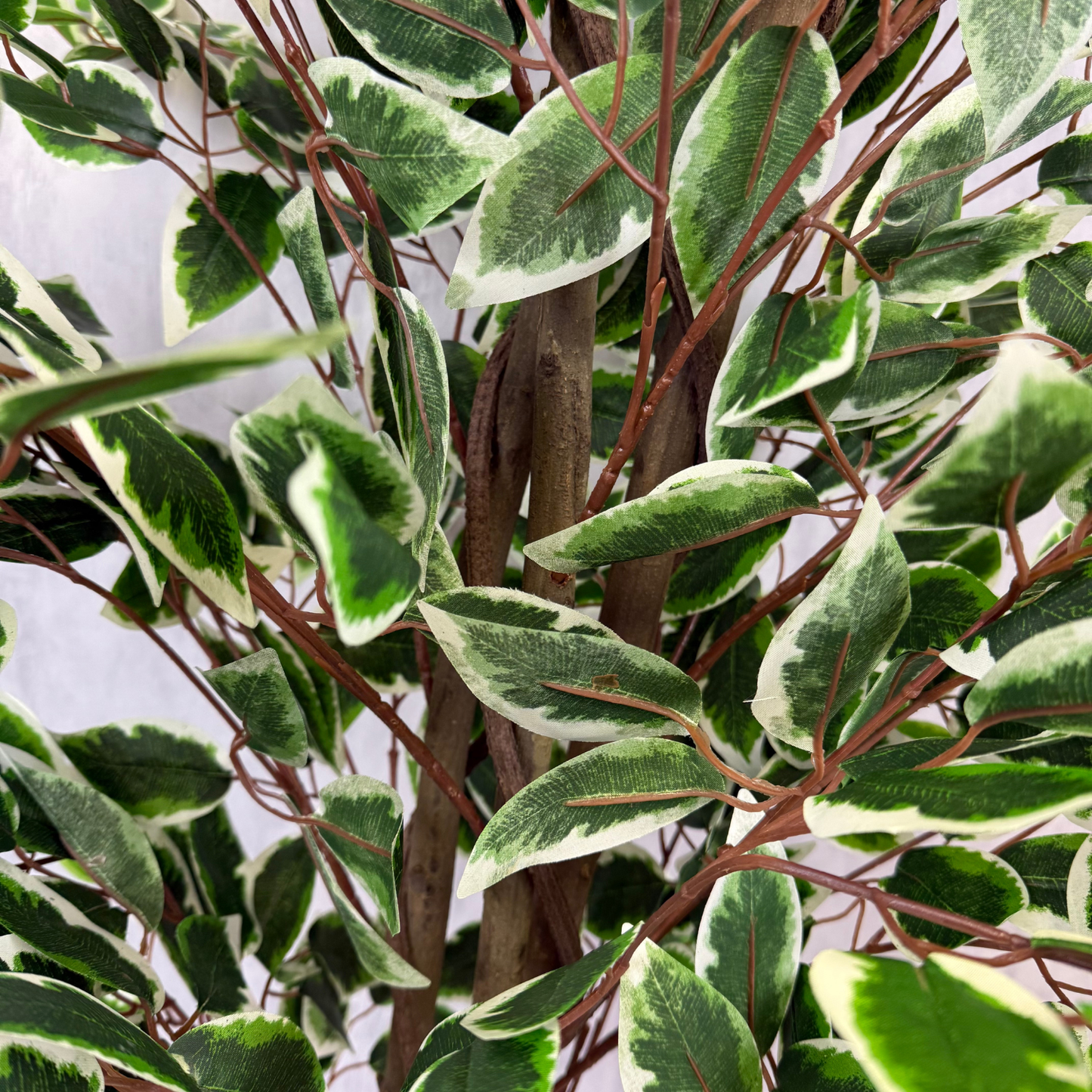 Benjamina · Planta Ficus 160cm