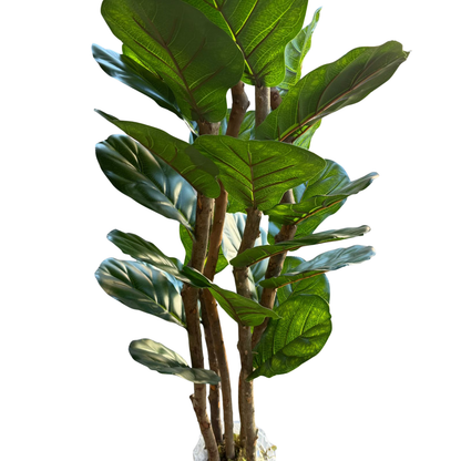 Aurora - Ficus lyrata 180cm