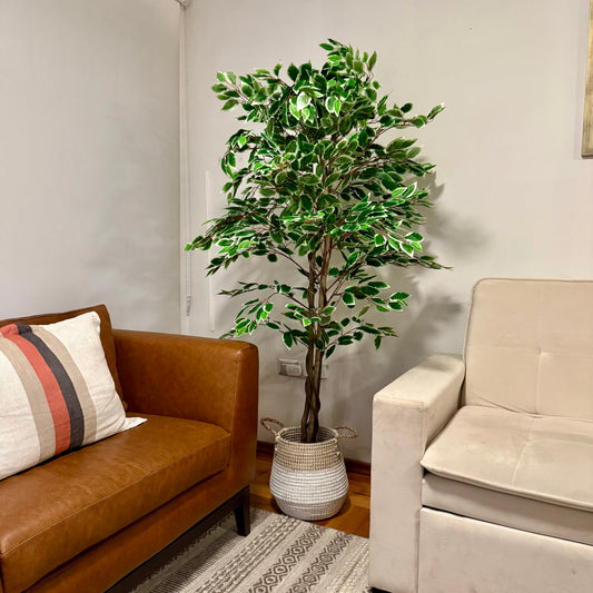 Benjamina · Planta Ficus 160cm