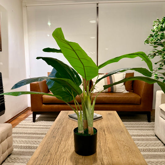 Amara · Planta Banano tropical 70cm