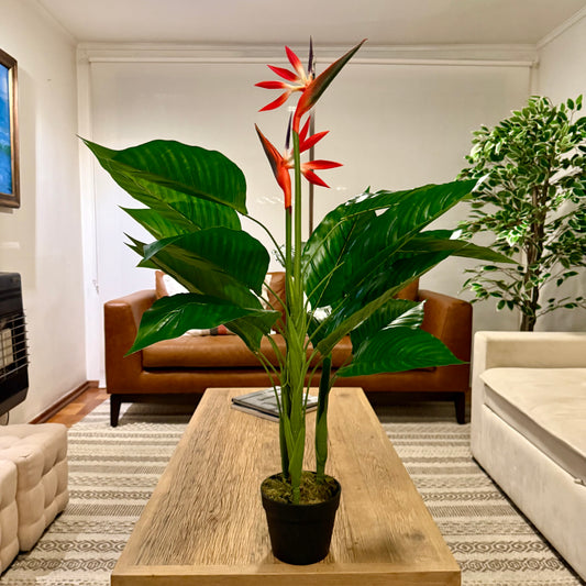 Isadora · Planta Ave del Paraíso 100cm