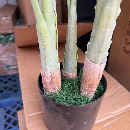 Pack Amara + macetero Negro M