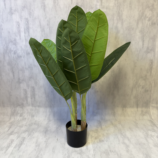 Amara · Planta Banano tropical 70cm, foto 1 - Magno Botanics