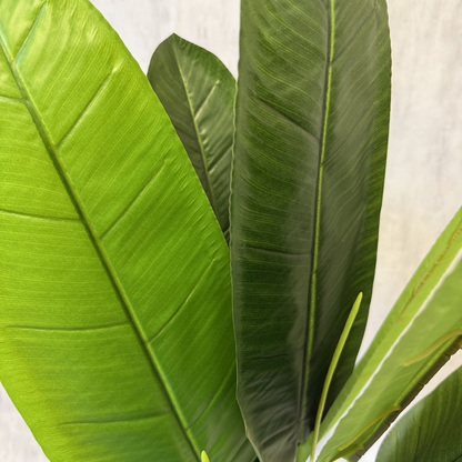 Amara · Planta Banano tropical 70cm, foto 3 - Magno Botanics