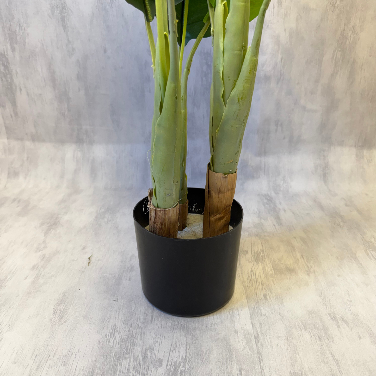 Amara · Planta Banano tropical 70cm, foto 4 - Magno Botanics