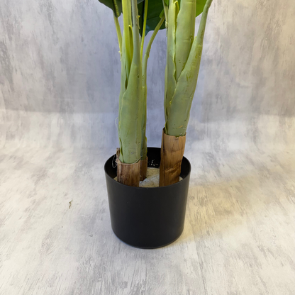 Amara · Planta Banano tropical 70cm, foto 4 - Magno Botanics